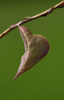 Cloudless Sulphur
chrysalis